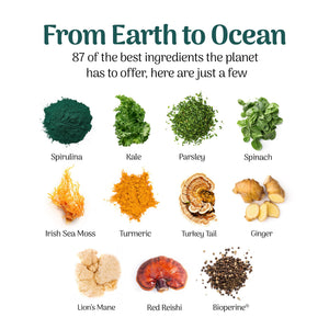 Earth Powder Daily Foundational Nutrition Supplement with 28 Greens & 10 Mushrooms | 87 Nutrients for Energy, Gut Health & Mental Clarity Earth PowderΒ buy supplements Au
